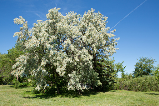 Blossoming Russian olive tree against blue sky and on green grass