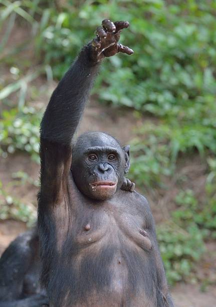 istock Bonobo standing on legs and hand up 532386524