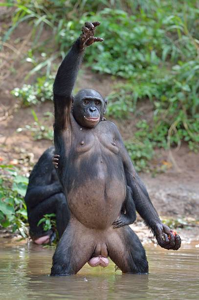 istock Bonobo standing on legs and hand up 532386772
