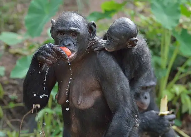 Eating female Bonobo with a cub on a back. The Bonobo ( Pan paniscus). Democratic Republic of Congo. Africa