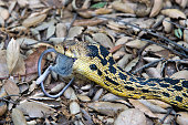 Gopher Snake with Jaws Unhinged Eating a Deer Mouse
