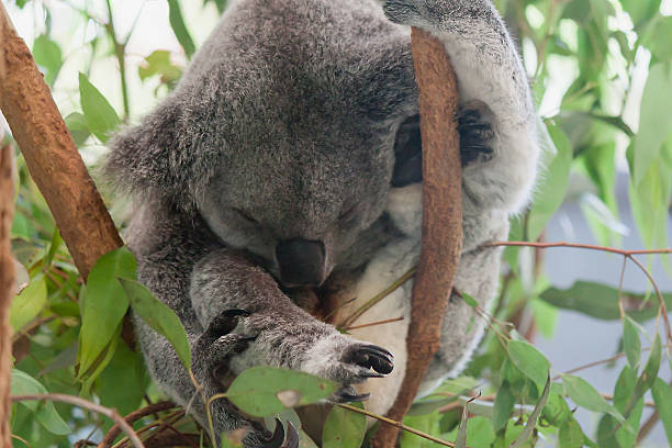 istock Sleeping Koala, Koala Sanctuary, Brisbane, Australia 532388210