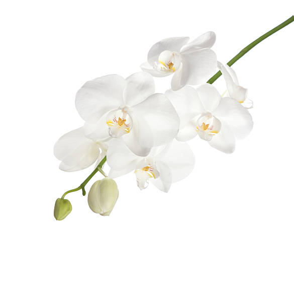 White orchid. White orchid isolated on white background. orchid white stock pictures, royalty-free photos & images