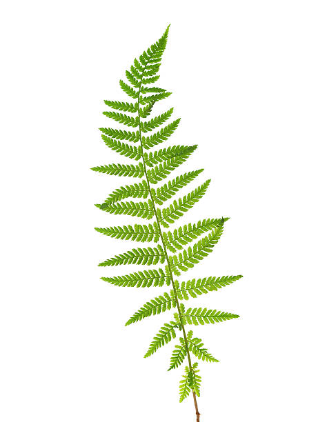 istock Young leaf of fern. 532388988