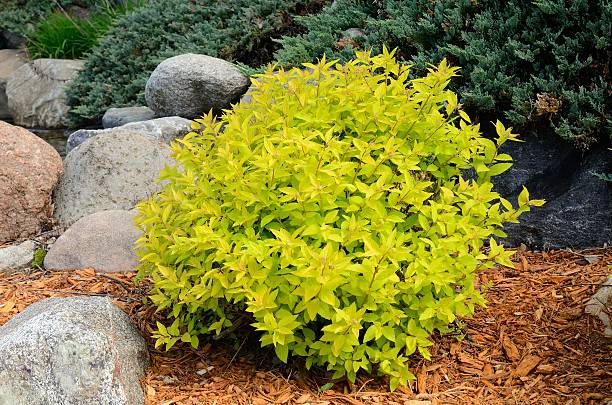 istock Gold Mound Spirea Landscaping Shrub 532389362