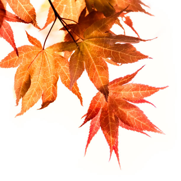 клен на белом фоне - tree area japanese fall foliage japanese maple autumn стоковые фото и изображения