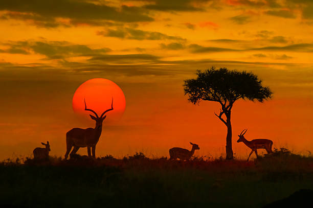 アフリカの日没にシルエット - kruger national park ストックフォトと画像