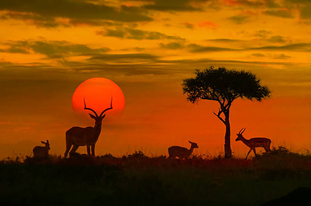 african sunset with silhouette - zuid afrika stockfoto's en -beelden