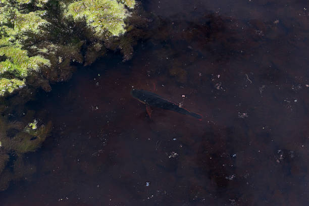 istock Fish swimming in a pond 532390036