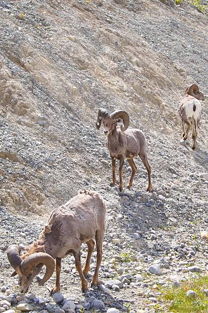 montanhas rochosas canadenses - rockie mountains fotos - fotografias e filmes do acervo