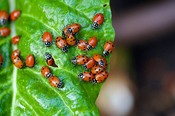 ladybugs on a chard leaf a large group of ladybugs on a chard leaf in a garden ladybug stock pictures, royalty-free photos & images
