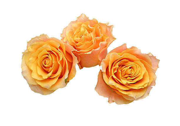 istock Flower head of roses 532393480