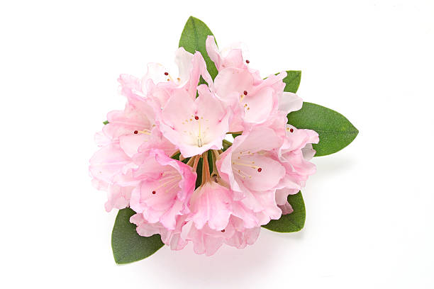 Pictured flower of rhododendron in a white background.