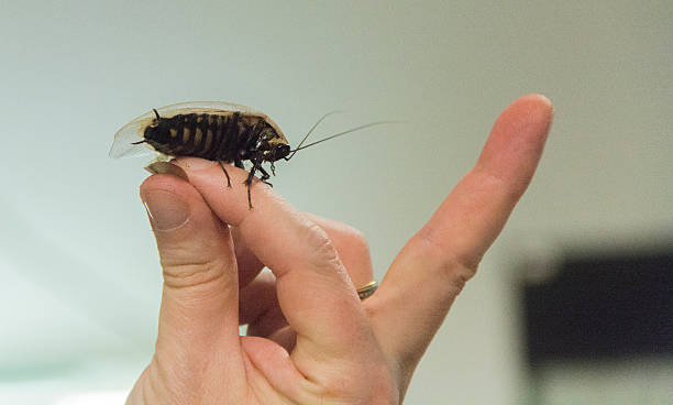 cockroach on a hand A cockroach on a human hand fish dead dead body dead animal stock pictures, royalty-free photos & images