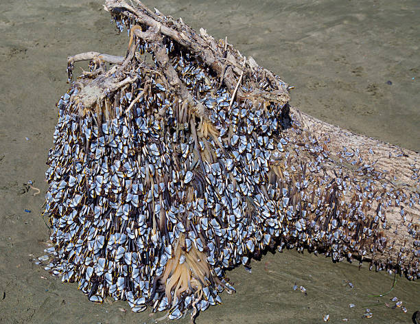 Pelagic goose barnacles or smooth gooseneck barnacle (Lepas anatifera) washed up on a beach in newport, oregon in the pacific northwest. They were attached to a large log washed up on the beach.