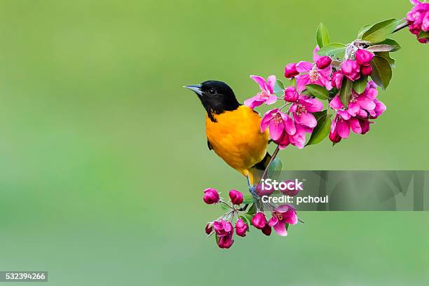 Photo libre de droit de Baltimore Orioles Perching Mâle Oiseaux Au Printemps Icterus Galbula banque d'images et plus d'images libres de droit de Oiseau