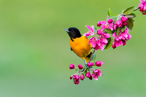 Baltimore Oriole perching on a blooming branch, male bird in springtime, Icterus galbula. Apple blossom.