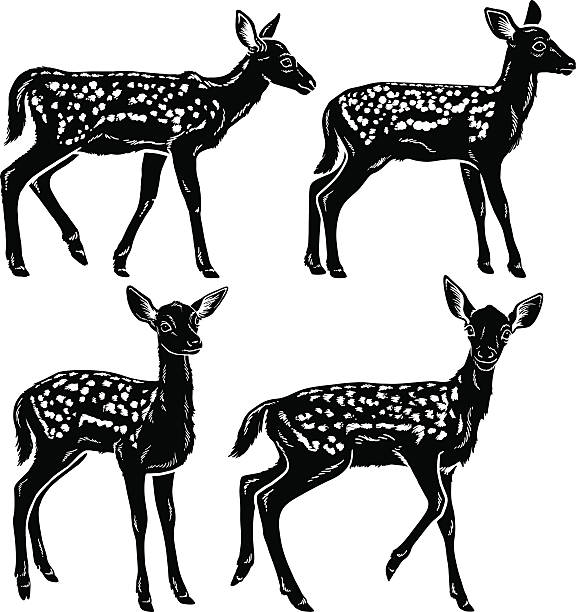 ilustrações de stock, clip art, desenhos animados e ícones de veado bebé - red deer animal mammal wildlife