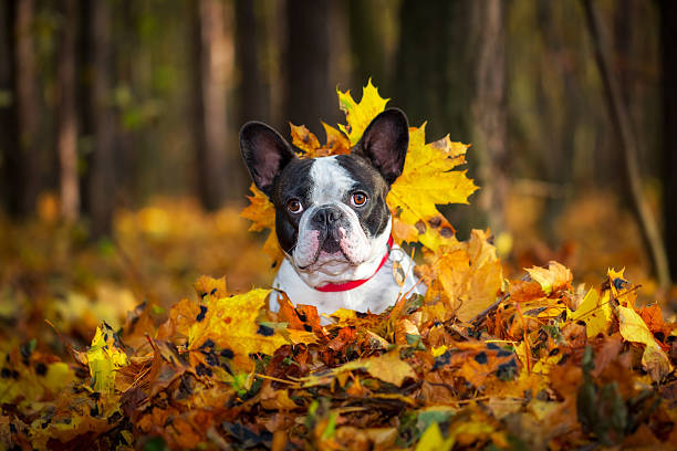 istock French bulldog in autumnal scenery 532394691