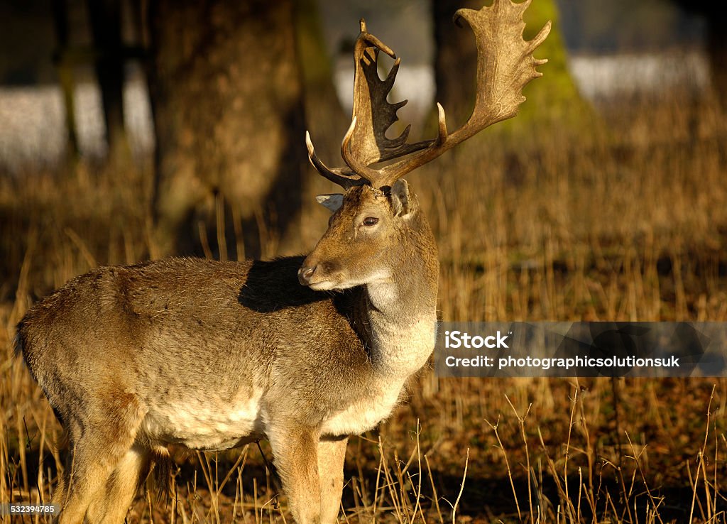 Photograph of Deer Doe standing looking in the park, field 2015 Stock Photo