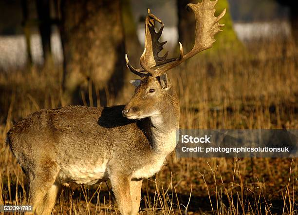 Photograph Of Deer Doe Standing Looking In The Park Field Stock Photo - Download Image Now