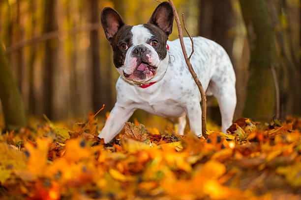 istock French bulldog in autumnal scenery 532394799