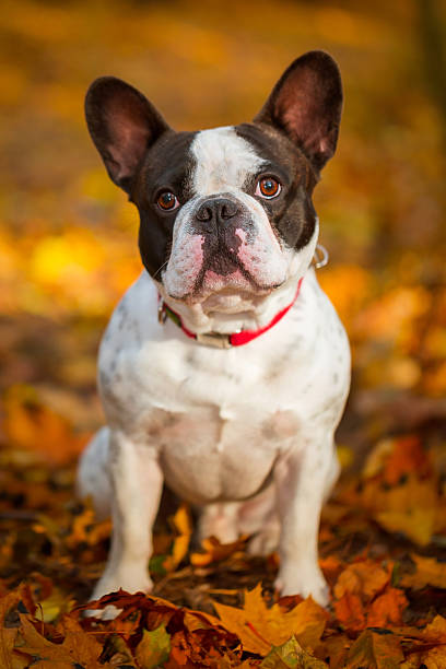 istock French bulldog in autumnal scenery 532394859