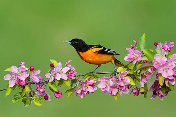 Bullock's Oriole Bird Close-up Perched on a Branch in the Meadow.