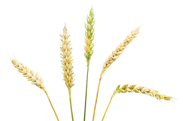 istock Ears of wheat 532395715