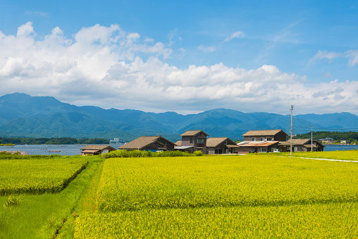 Wooden seasonal hauses of fishermens that cultivating shellfishes on Lake Kamo on Sado Island in Sea of Japan. It is summer day. In front view green rice field, in background blue sky. 