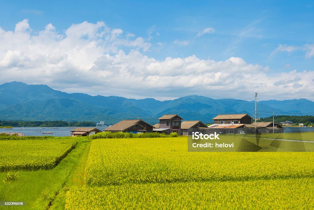 Ryotsu atLake Kamo Wooden seasonal hauses of fishermens that cultivating shellfishes on Lake Kamo on Sado Island in Sea of Japan. It is summer day. In front view green rice field, in background blue sky.  Japan Stock Photo