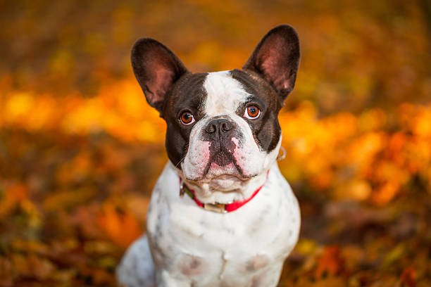 istock French bulldog in autumnal scenery 532396679