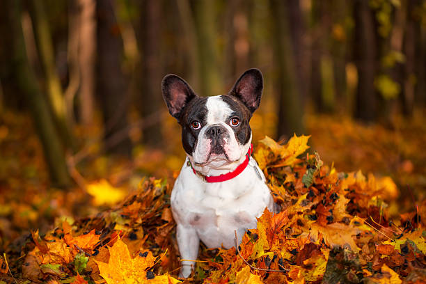 istock French bulldog in autumnal scenery 532396687