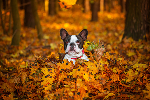 French bulldog in autumnal scenery with yellow leaves