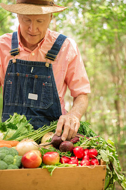senior adulto masculino agricultor colheitas orgânicos produtos hortícolas. - beet vegetable box crate imagens e fotografias de stock