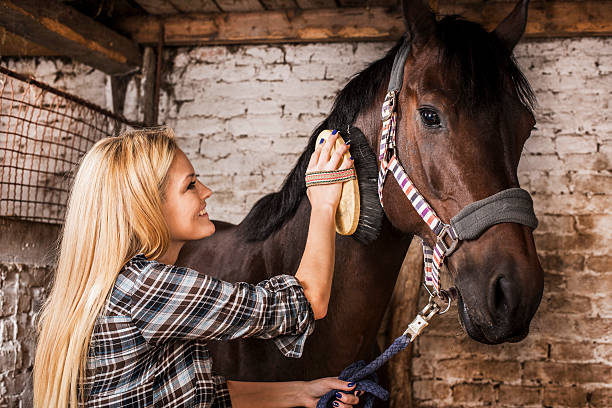 Woman brushing a horse. Young happy woman cleaning her horse.    dog grooming stock pictures, royalty-free photos & images