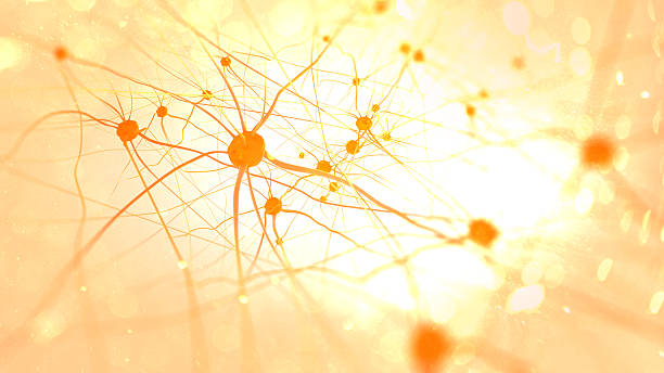 Neurons in the brain stock photo