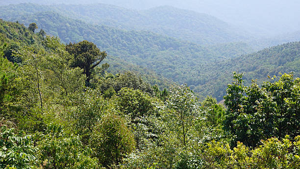istock doi inthanon national park 532397294