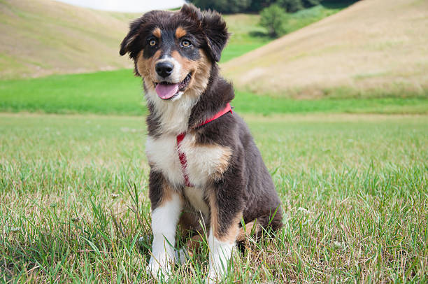 istock Puppy of australian shepherd dog 532397525
