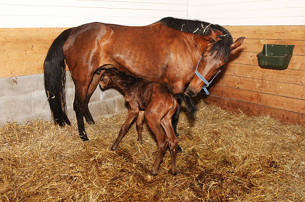 newborn foal trying to drink a brown mare shortly after birth with her foal in a horse box filly stock pictures, royalty-free photos & images