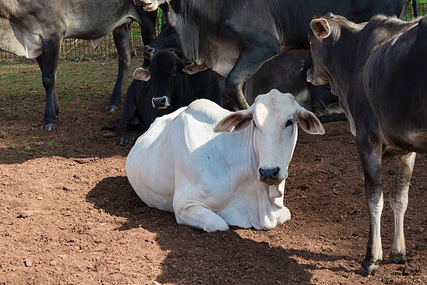 istock Cattle - Nelore cow on farm, brazil 532398308