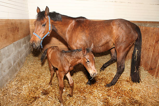 mare con potro - foal mare horse newborn animal fotografías e imágenes de stock