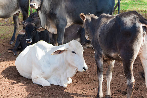 istock Cattle - Nelore cow on farm, brazil 532398468