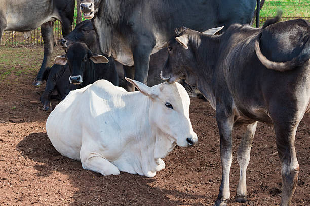 istock Cattle - Nelore cow on farm, brazil 532398846