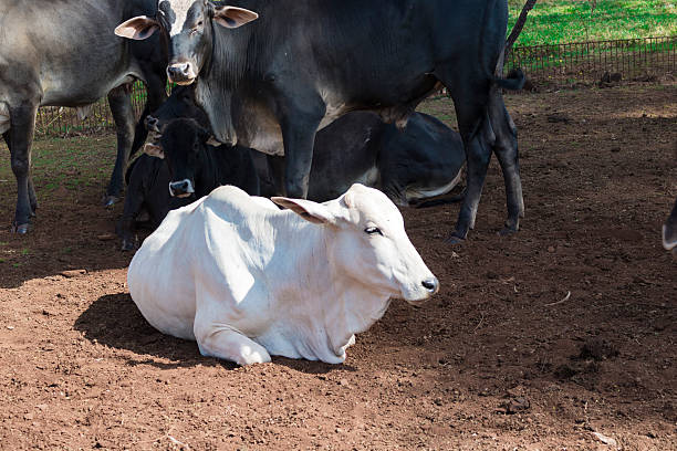 istock Cattle - Nelore cow on farm, brazil 532399348