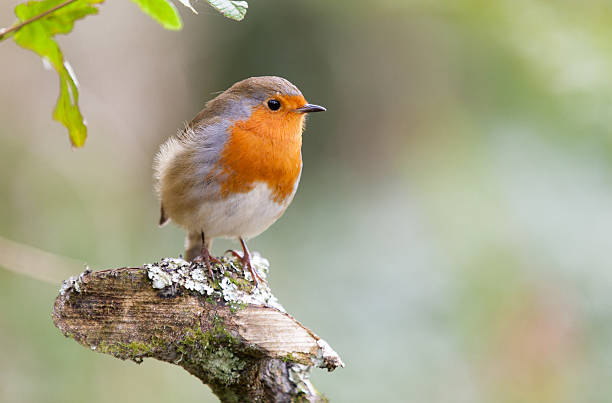 istock European robin in natural setting 532399695