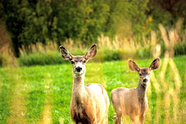 istock Doe and Fawn 532399782