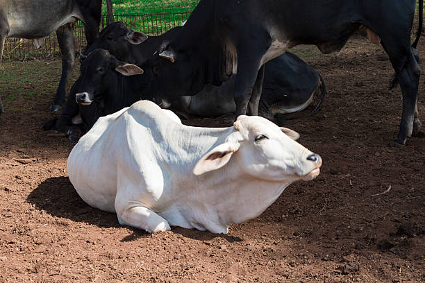 istock Cattle - Nelore cow on farm, brazil 532399834