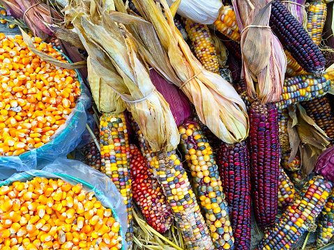 Variety of colorful corn. Autumn market.