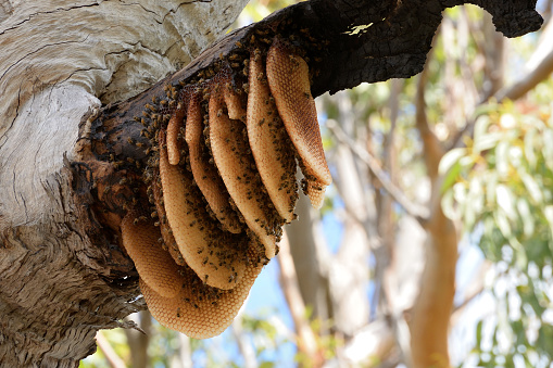 The photo shows an exposed beehive hanging on a tree in Australia.